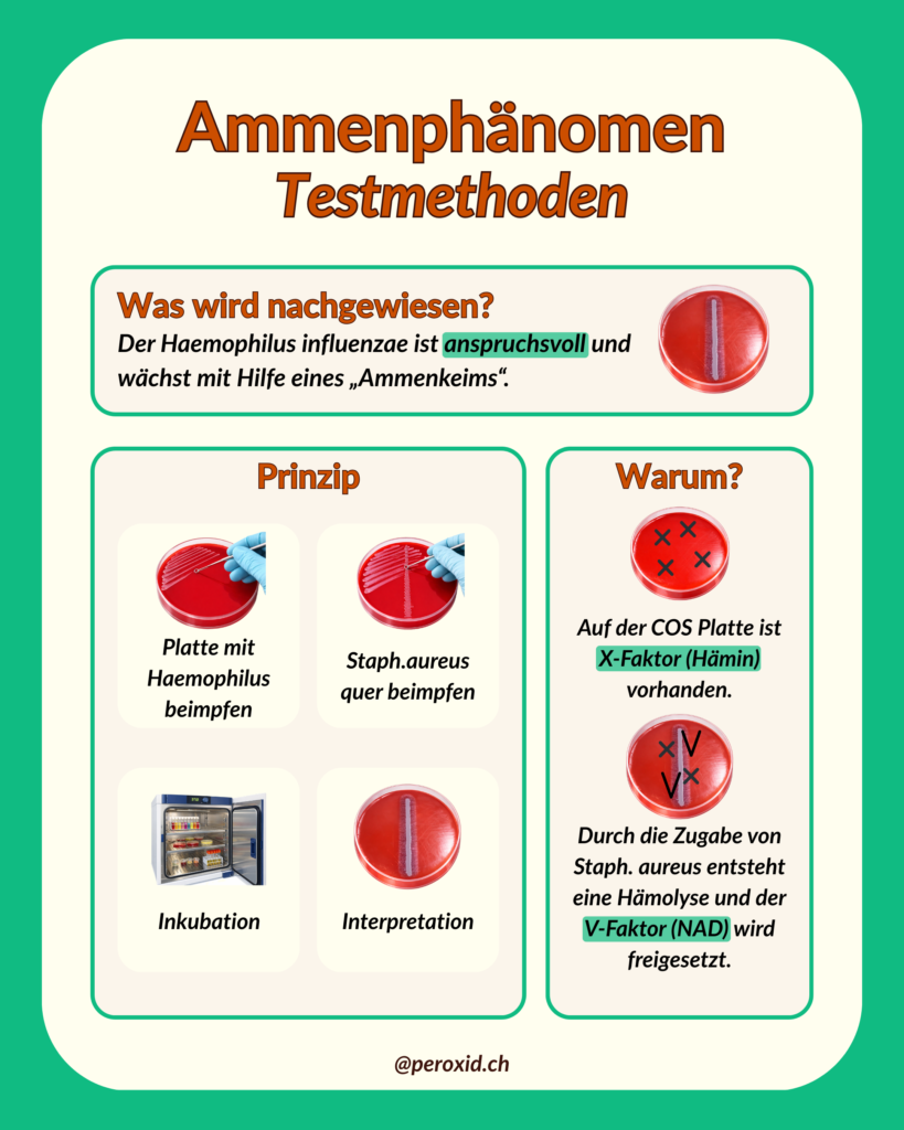 Ammenphaenomen 2 819x1024