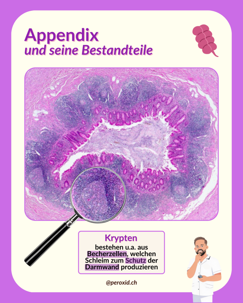 appendix und krypten