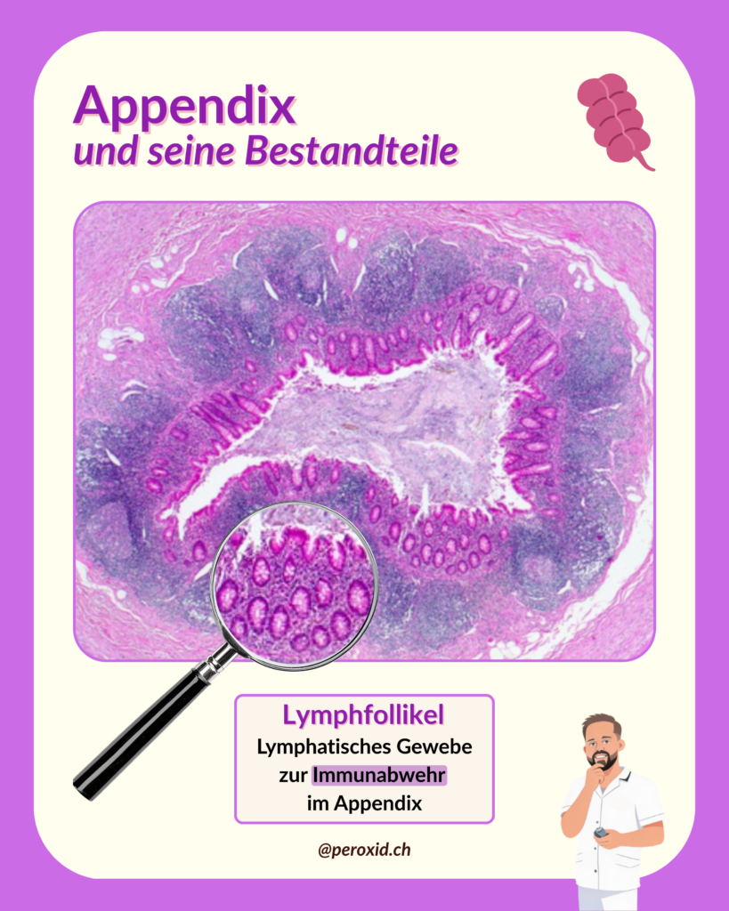 appendix und lymphfollikel