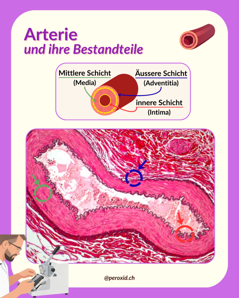 arterie und ihre schichten