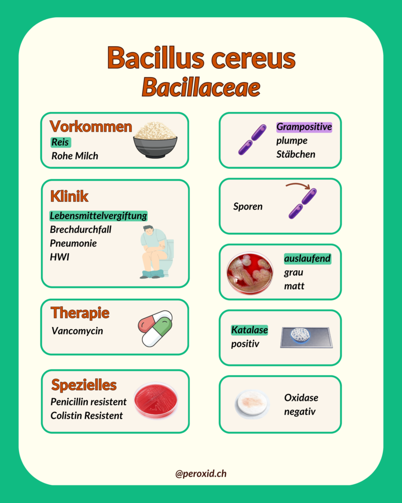 Bacillus Cereus 819x1024
