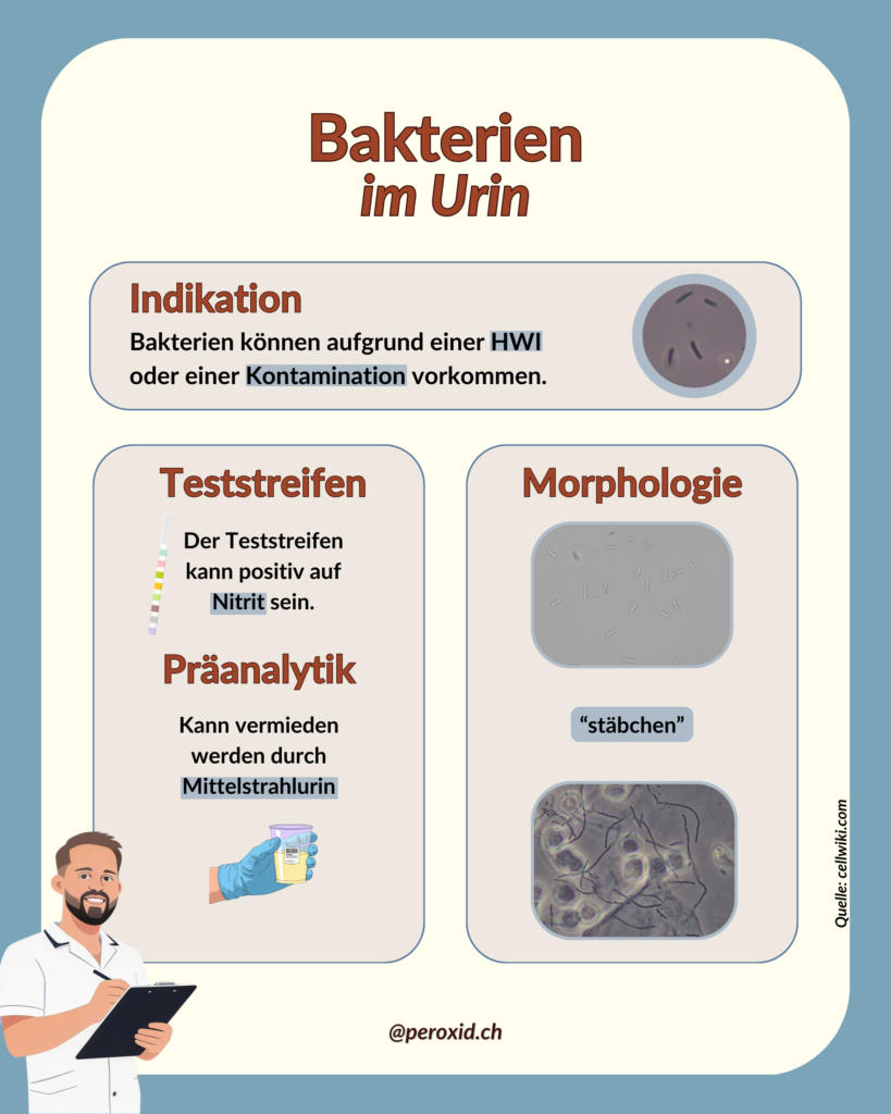 bakterien im urin