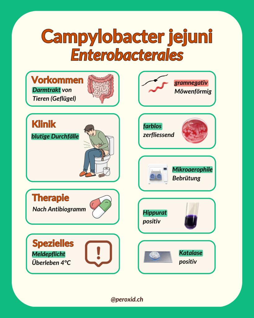 campylobacter jejuni