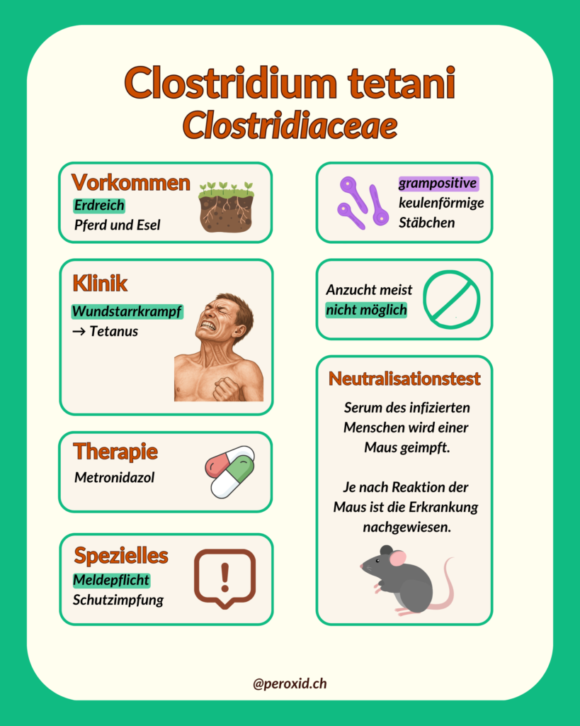 Clost. Tetani 819x1024