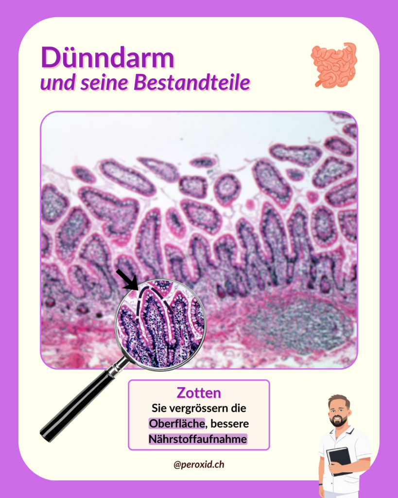 dünndarm und zotten