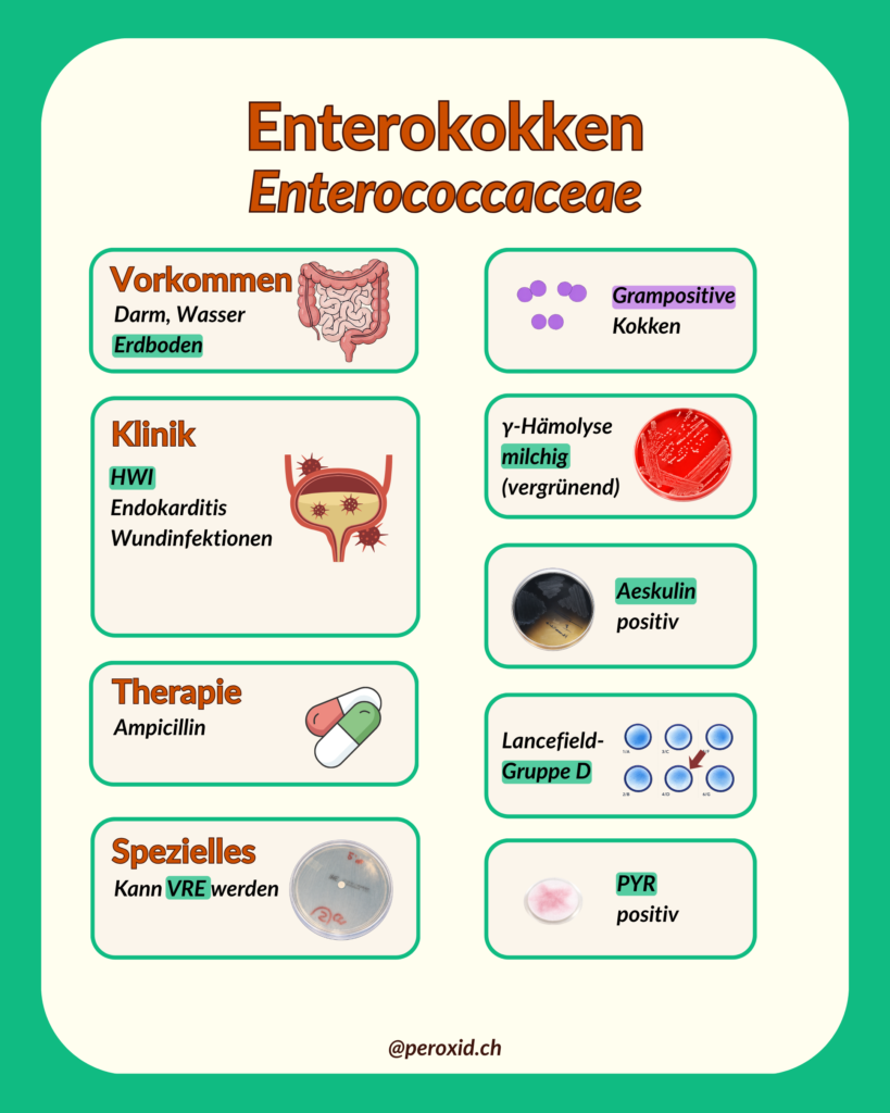 enterokokken