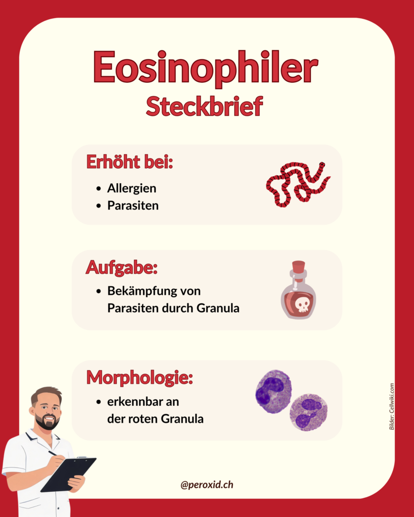 Eosinophiler Steckbrief 819x1024