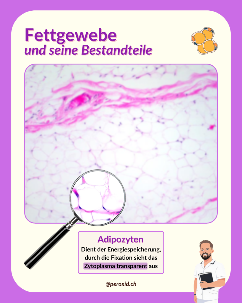 Fettgewebe Und Adipozyten 819x1024