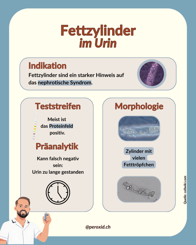 fettzylinder im urin