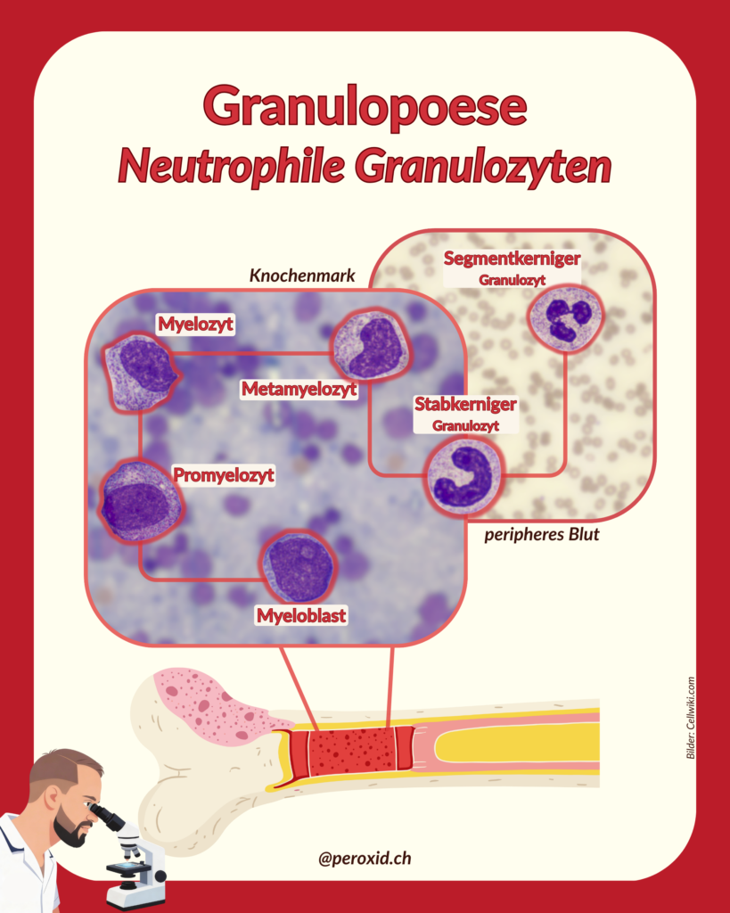Granulopoese 2 819x1024