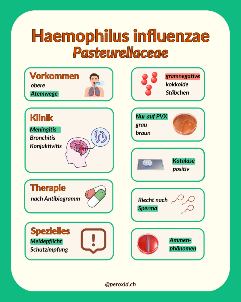 haemophilus influenzae