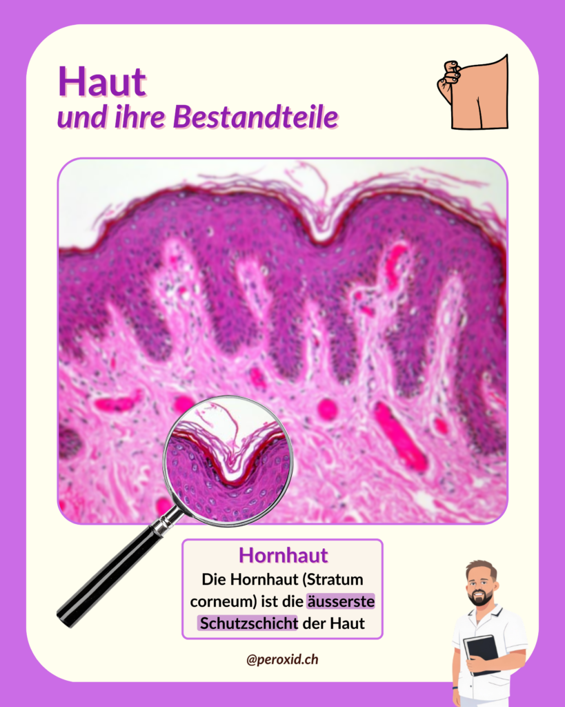 haut und hornhaut