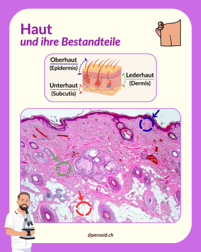 Haut Und Ihre Schichten 819x1024