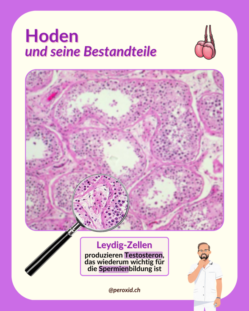hoden und leydig zellen