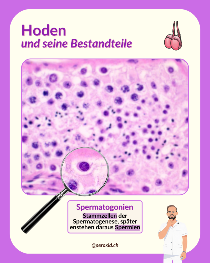 Hoden Und Spermatogonien 819x1024