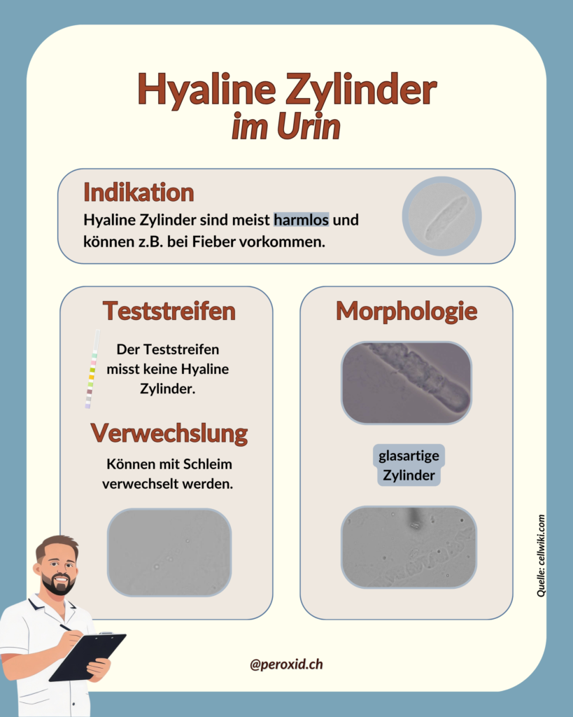 hyaline zylinder