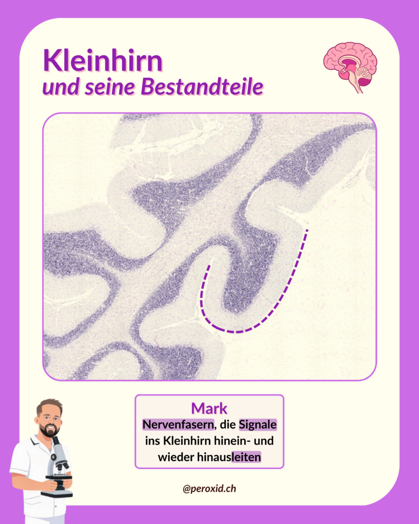 Kleinhirn Und Mark 819x1024