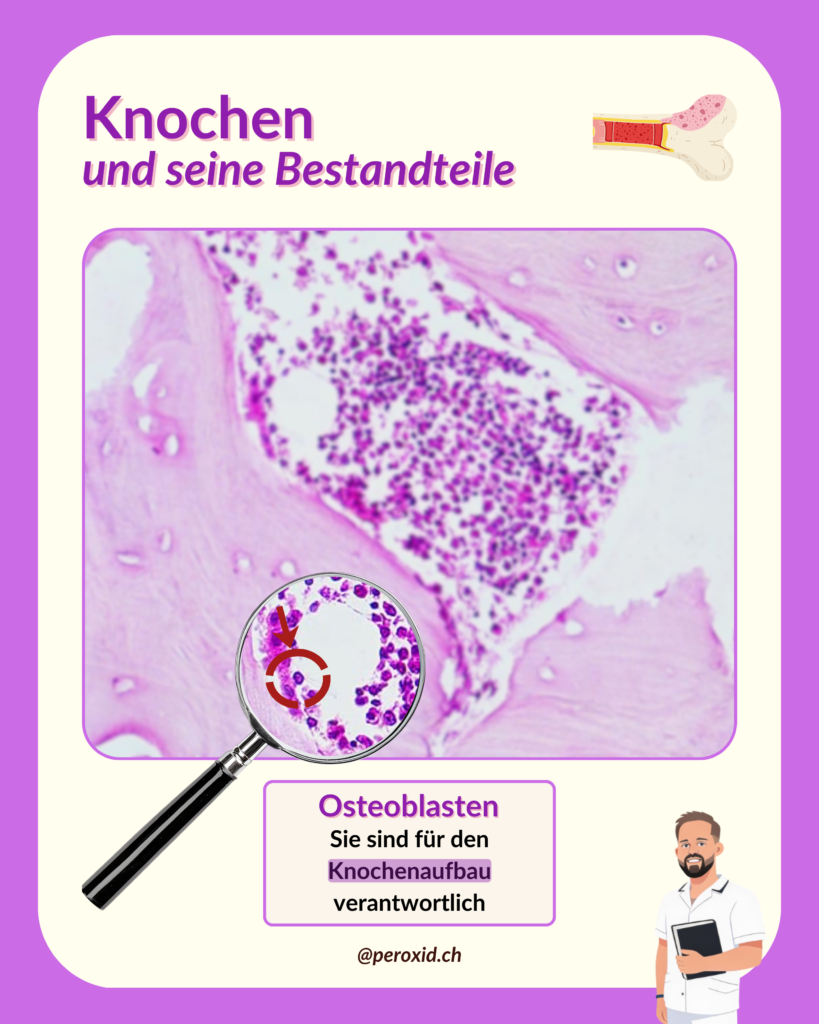 knochen und osteoblasten
