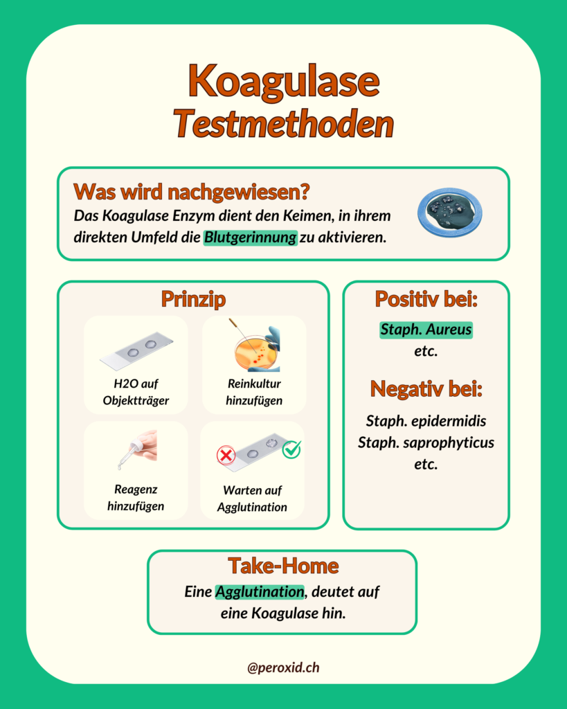 Koagulase 819x1024