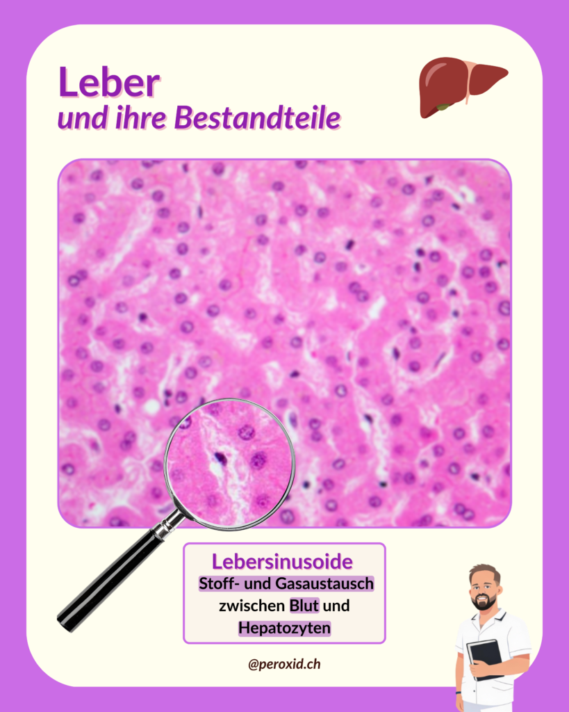 leber und sinusoide