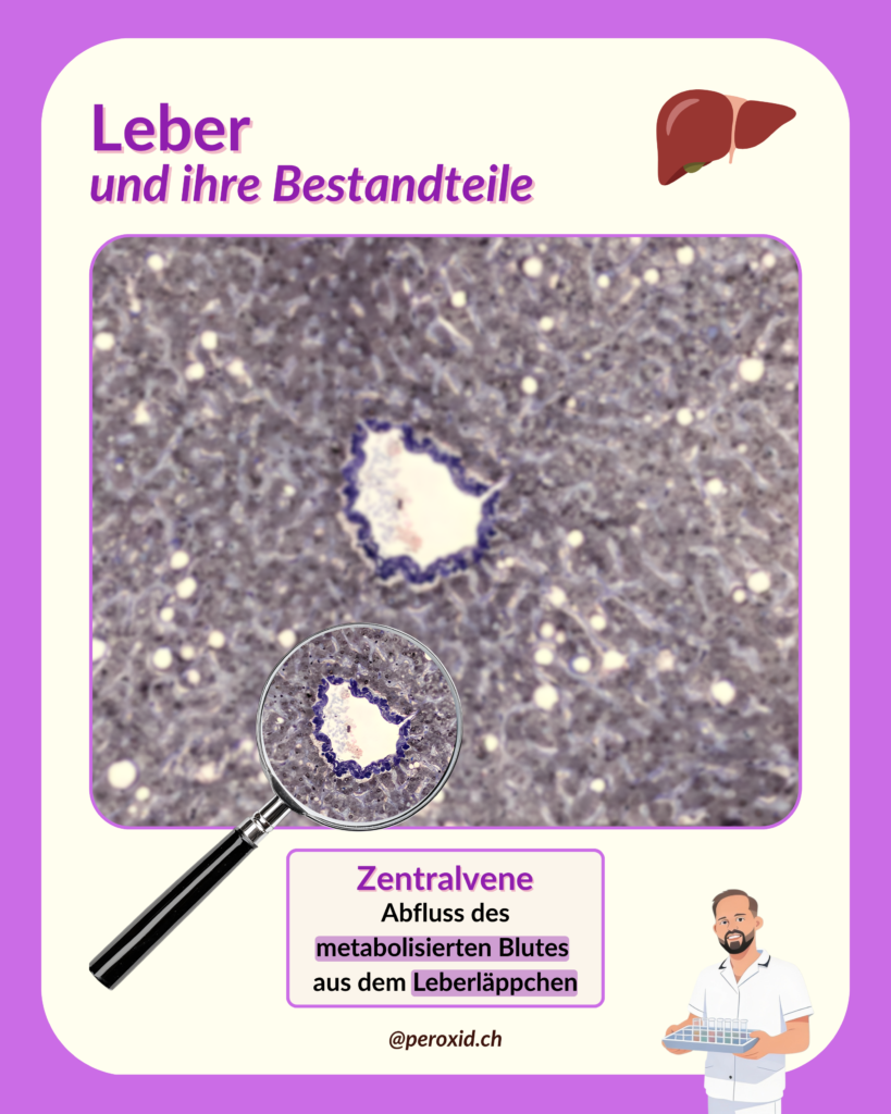 leber und zentralvene
