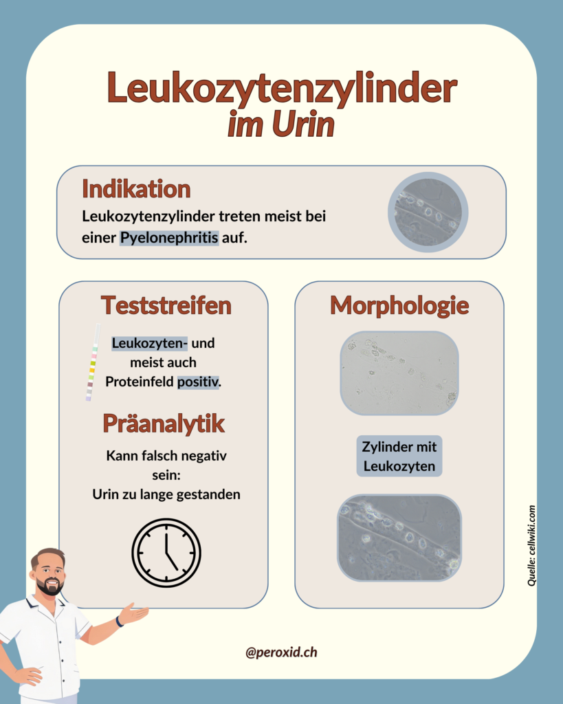 leukozytenzylinder im urin