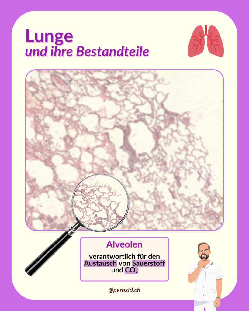 lunge und alveolen