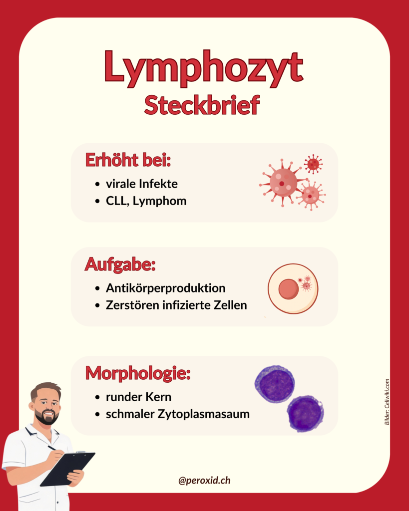 Lymphozyten Steckbrief 1 819x1024