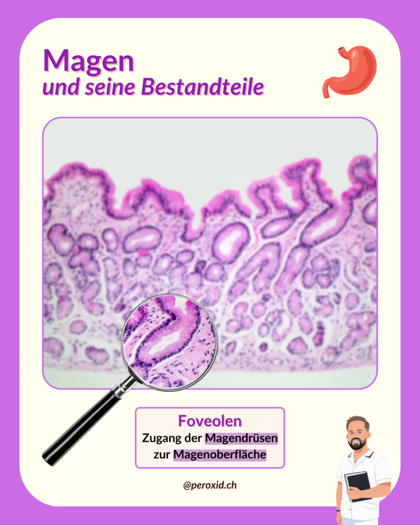 magen und foveolen