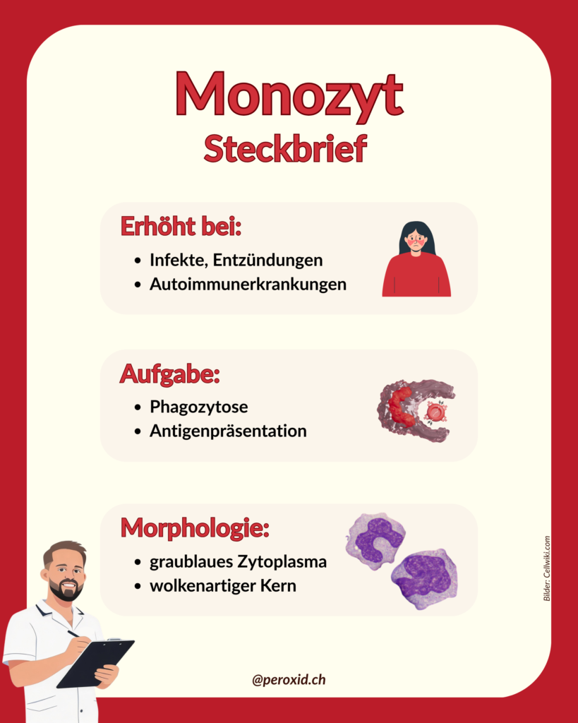 monozyt steckbrief