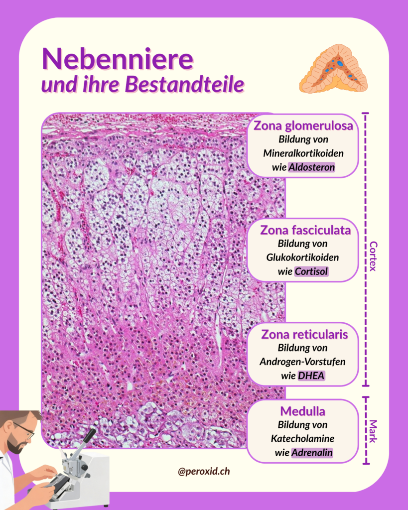Nebenniere Und Ihre Schichten 819x1024