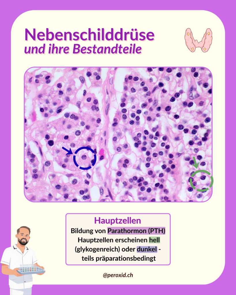 Nebenschilddruese Und Hauptzellen 819x1024