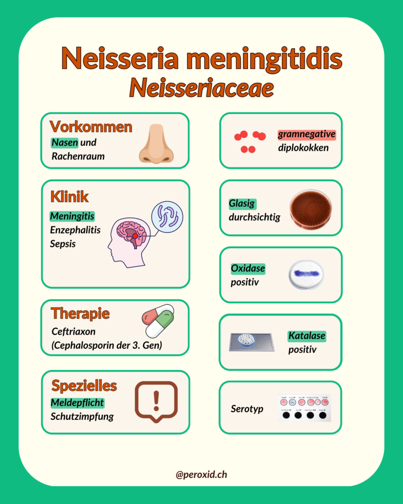 Neisseria Meningitidis 819x1024