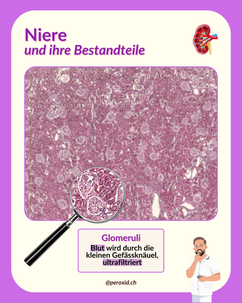 niere und glomeruli