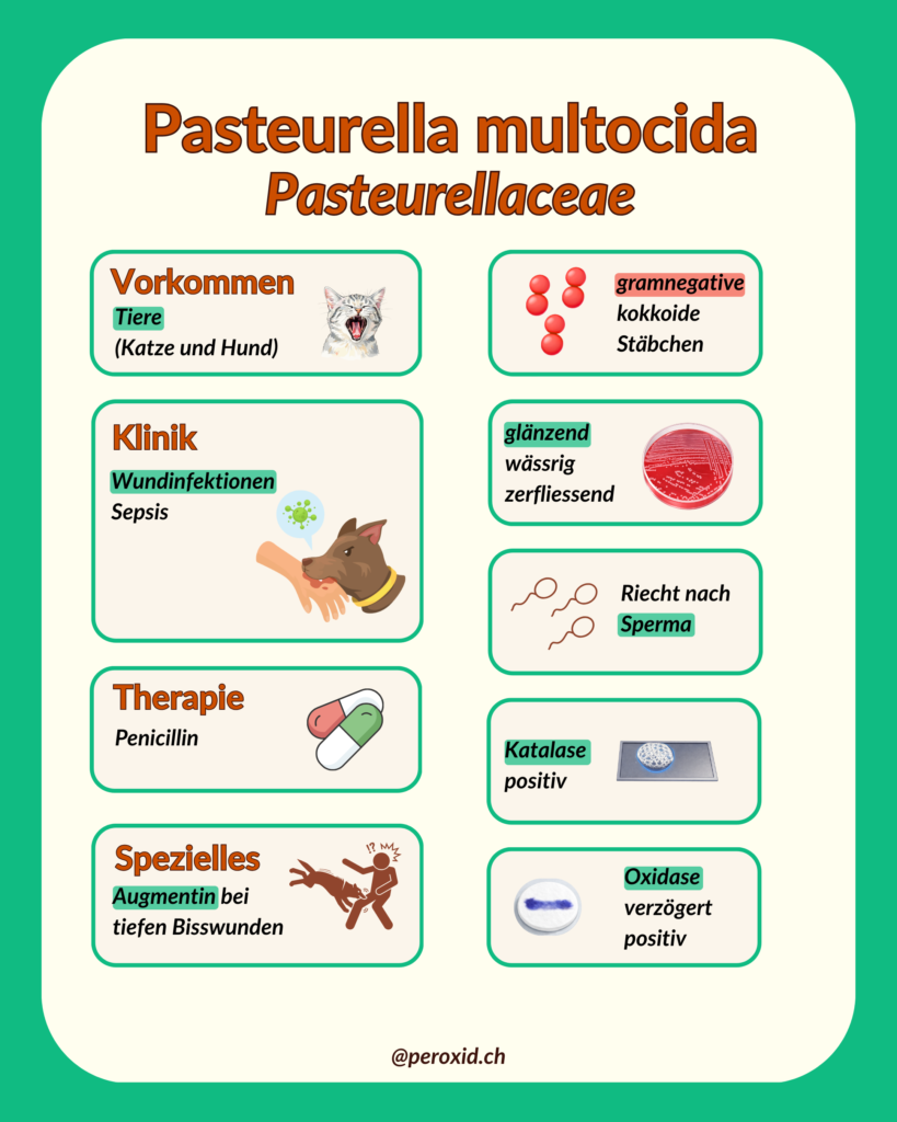 pasteurella multocida