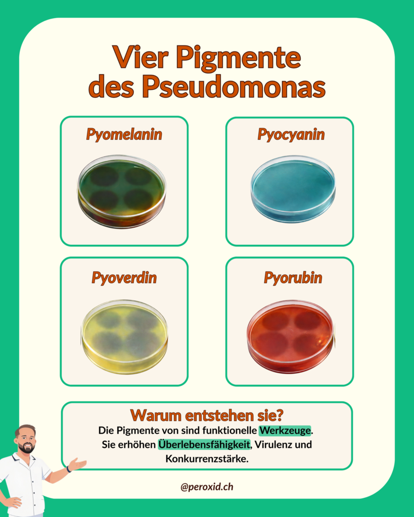 Pigmente Pseudomonas 819x1024