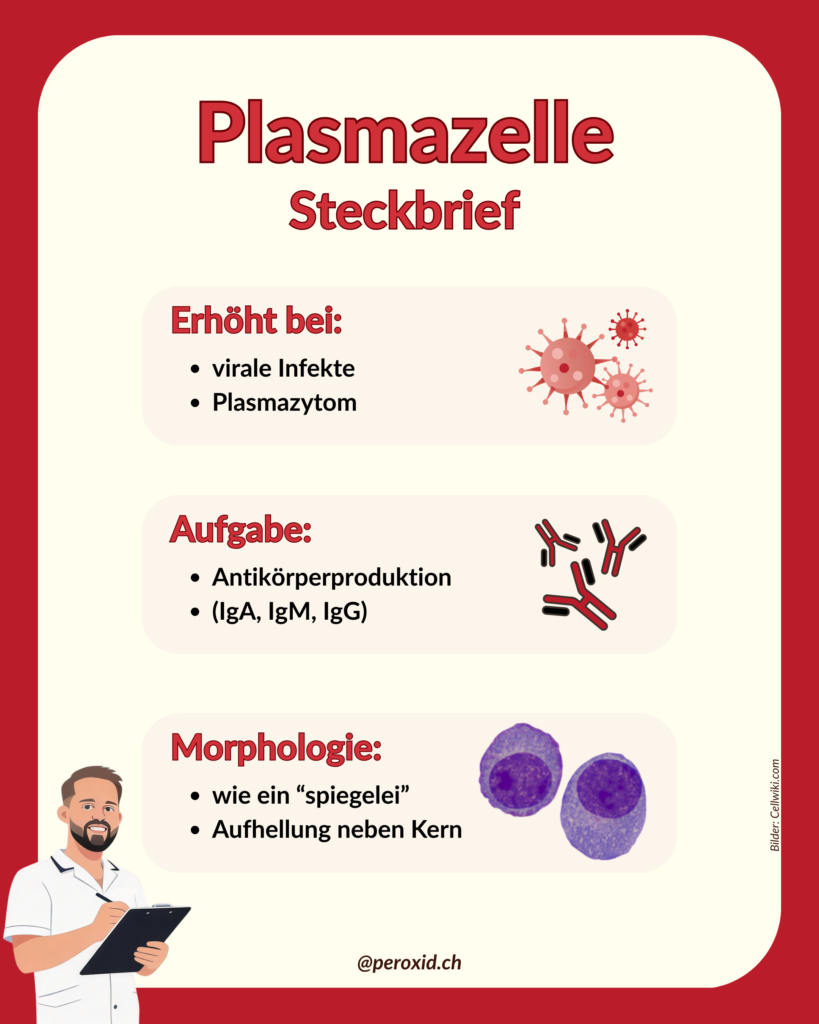 plasmazelle steckbrief