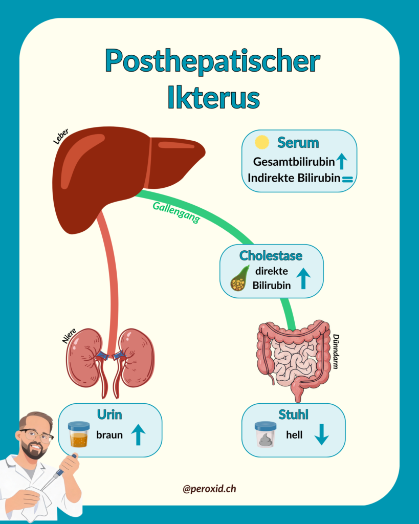 Posthepatischer Ikterus 1 819x1024