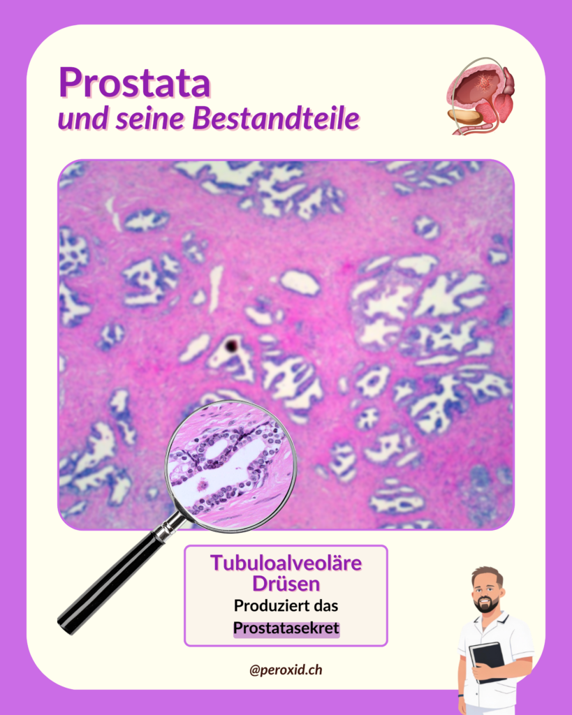 prostata und tubuloalveoläre drüse