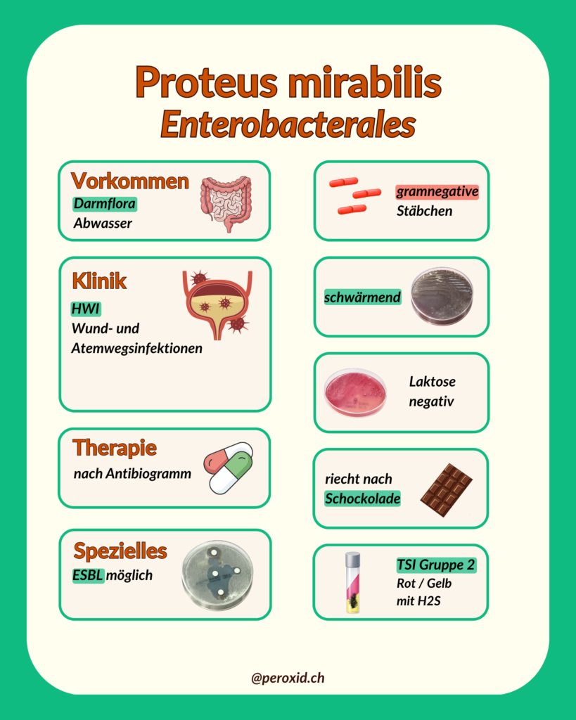 proteus mirabilis
