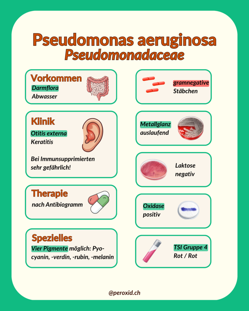 pseudomonas aeruginosa