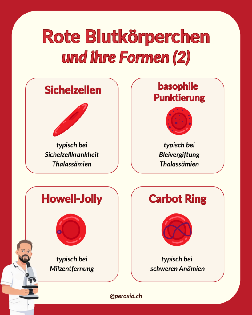 RBC Und Ihre Formen 2 819x1024