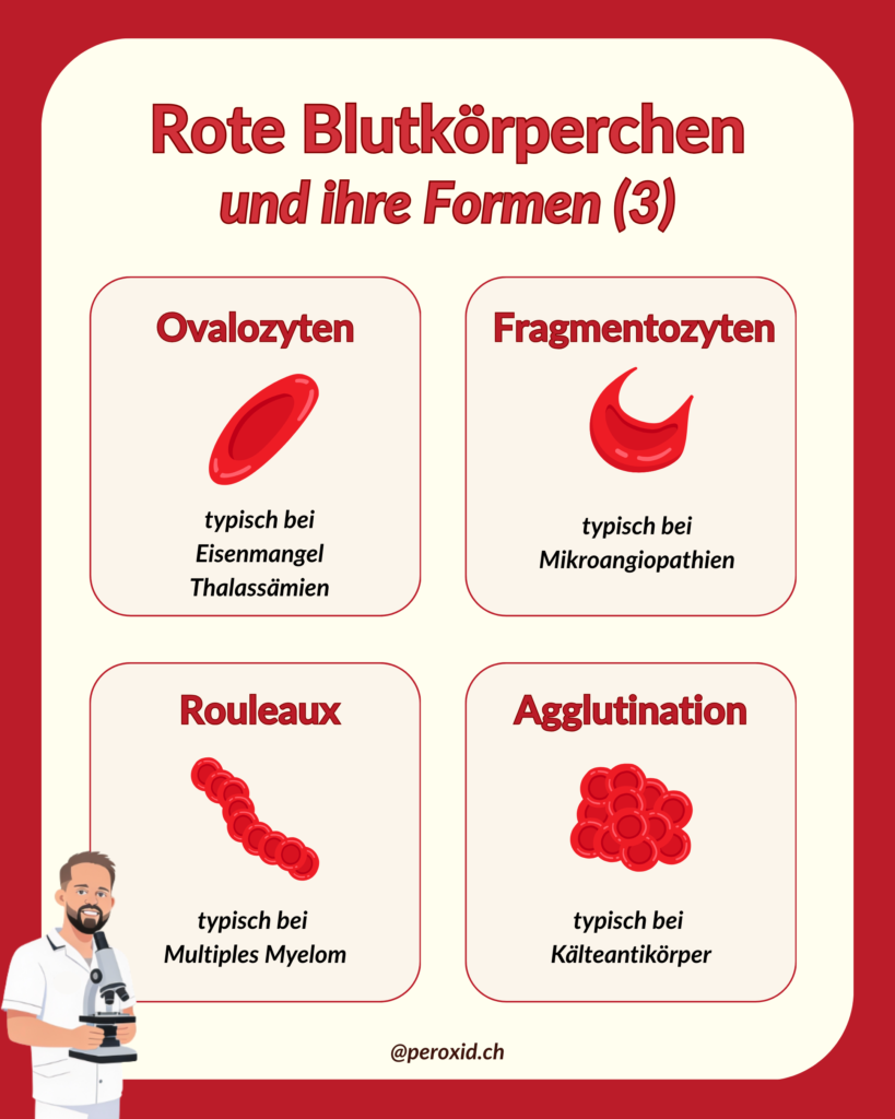 rbc und ihre formen 3