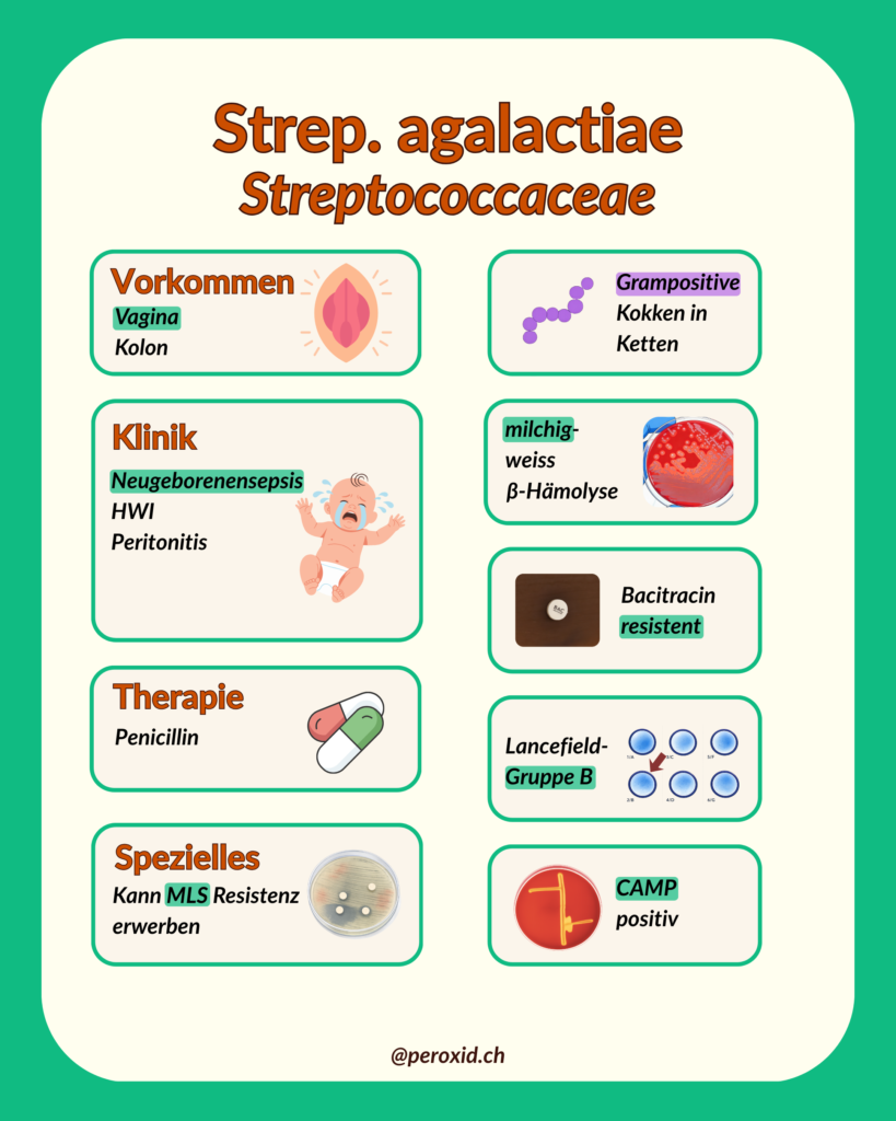 strep. agalactiae