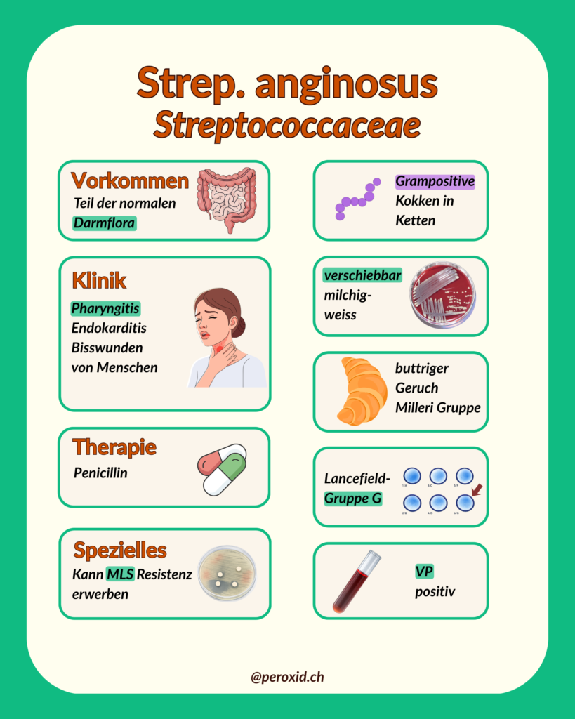 Strep. Anginosus 819x1024