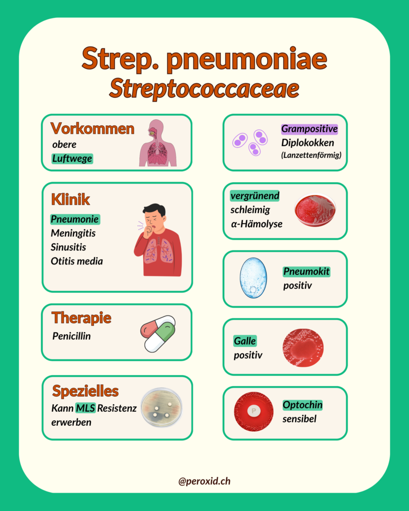 strep. pneumoniae