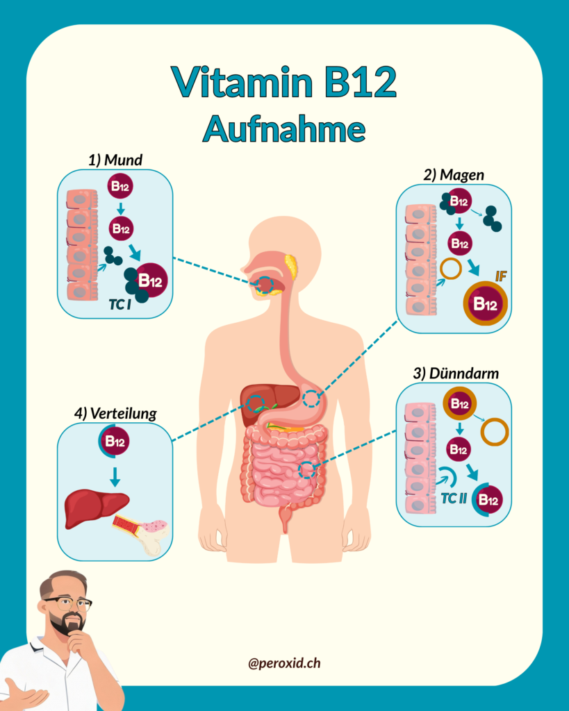 vitamin b12 aufnahme