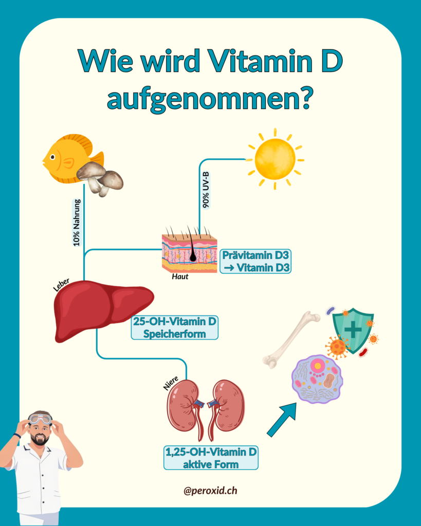 Vitamin D Aufnahme 819x1024