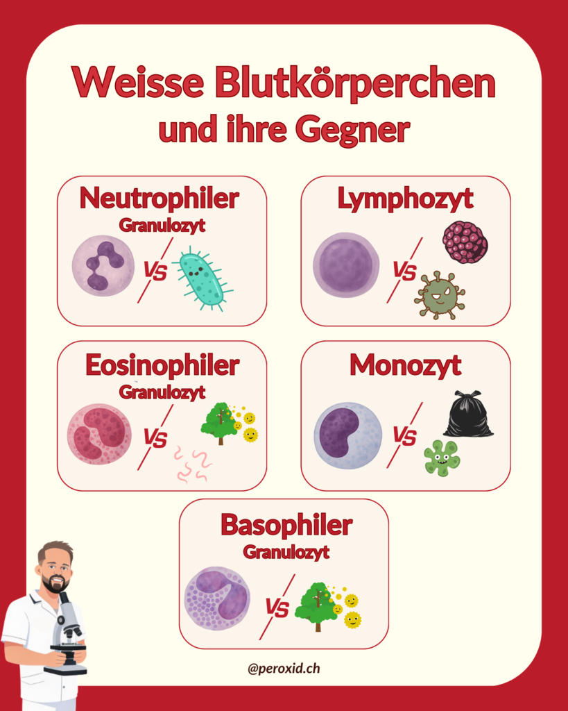 weisse blutkörperchen und ihre gegner