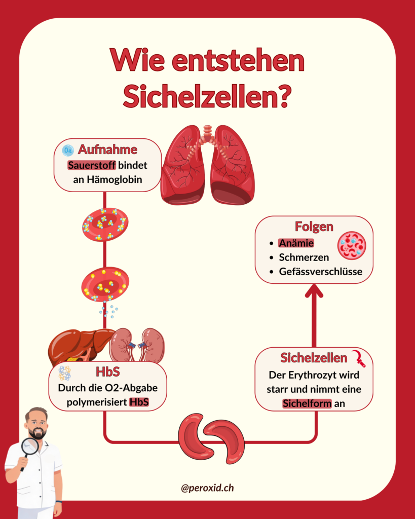 Wie Entstehen Sichelzellen 1 819x1024